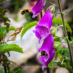 Photograph of two bees collecting honey from a foxglove.